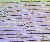 Теория клеточного строения шванна и шлейдена