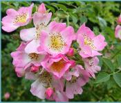 Вьющаяся роза — королева сада: выращивание и уход Опоры для плетистой розы